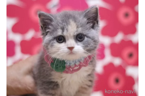 成約済の東京都のスコティッシュフォールド-104478の5枚目